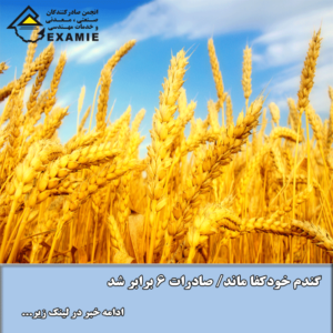 گندم خودکفا ماند/ صادرات ۶ برابر شد