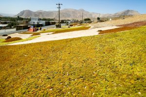 صادرکنندگان کشمش