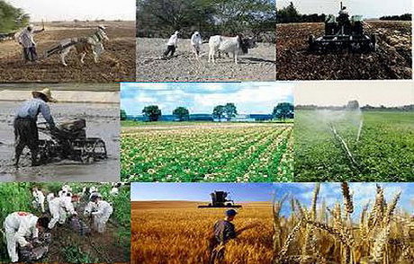 معافیت ۱۷ قلم محصول کشاورزی از ممنوعیت صادرات به شرط تولید در مناطق آزاد