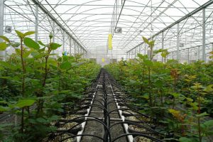 صادرات بیش از ۳۵ میلیون دلاری محصولات گلخانهای در کشور1