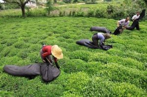 صادرات چای ایرانی