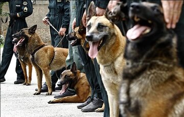موافقت سازمان جهانی گمرک با پیشنهاد تعیین ایران به عنوان مرکز آموزش سگ‌های موادیاب