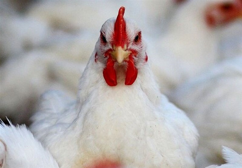 گمرک: وزارت صمت ممنوعیت صادرات مرغ را ۴ ماه بعد از تصویب اعلام کرد!